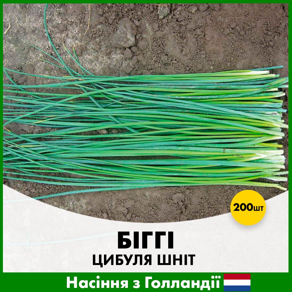 Семена лука шнит Бигги 200 шт. Enza Zaden (R50189)