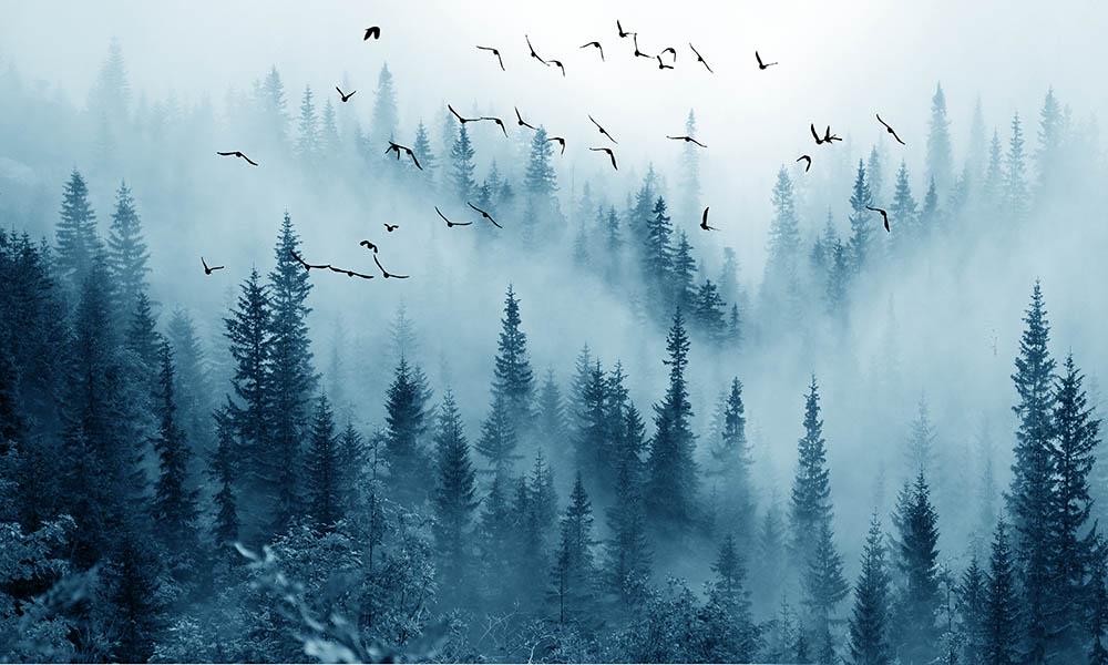 Фотообои Artside Туманный лес 1251220204