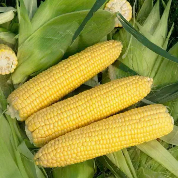 Кукурудза Оватона 25 шт. (38282480)
