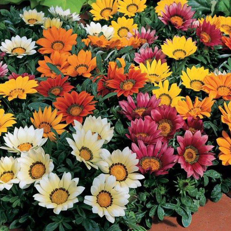 Семена Газания жестколистая Gazoo Mix ТД Гекса-Украина 4890 10 шт. (IR003068)