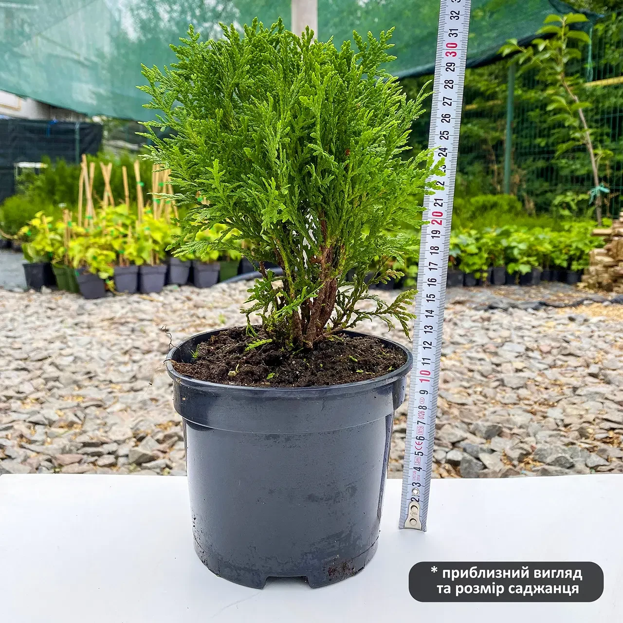 Саженец туи западной Thuja occidentalis Danica 3-х летняя С1.5 (1469185901) - фото 4