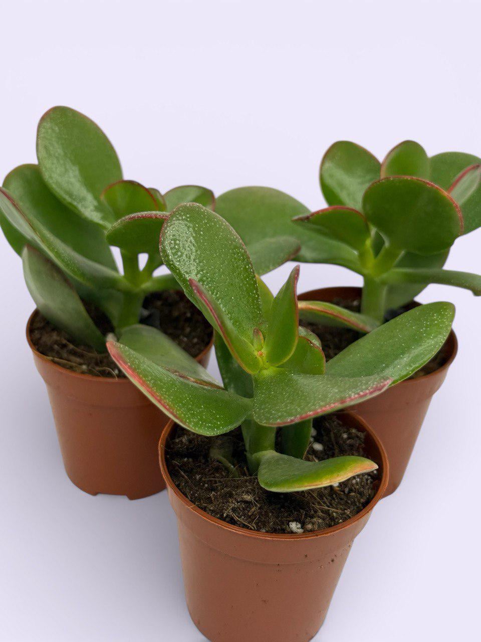 Крассула Микс Crassula Mix (38299870) - фото 6