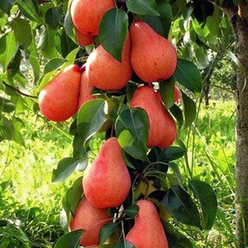 Сажанец Груша колоновидная Кармен осенний сорт средний срок созревания (52988)