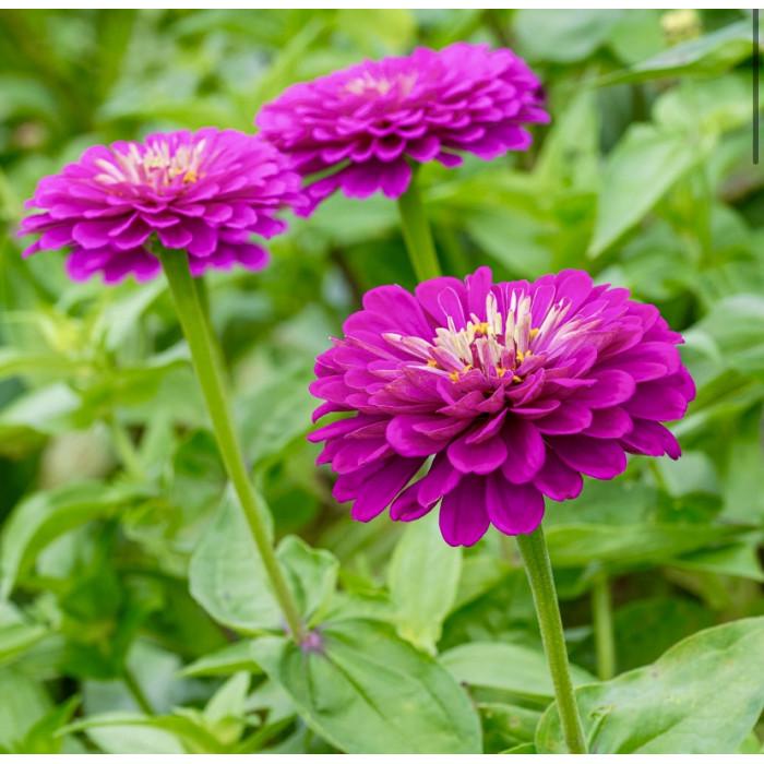 Семена цветов Benary Циния Benary's Giant Purple 25 шт. (BN02859-4)