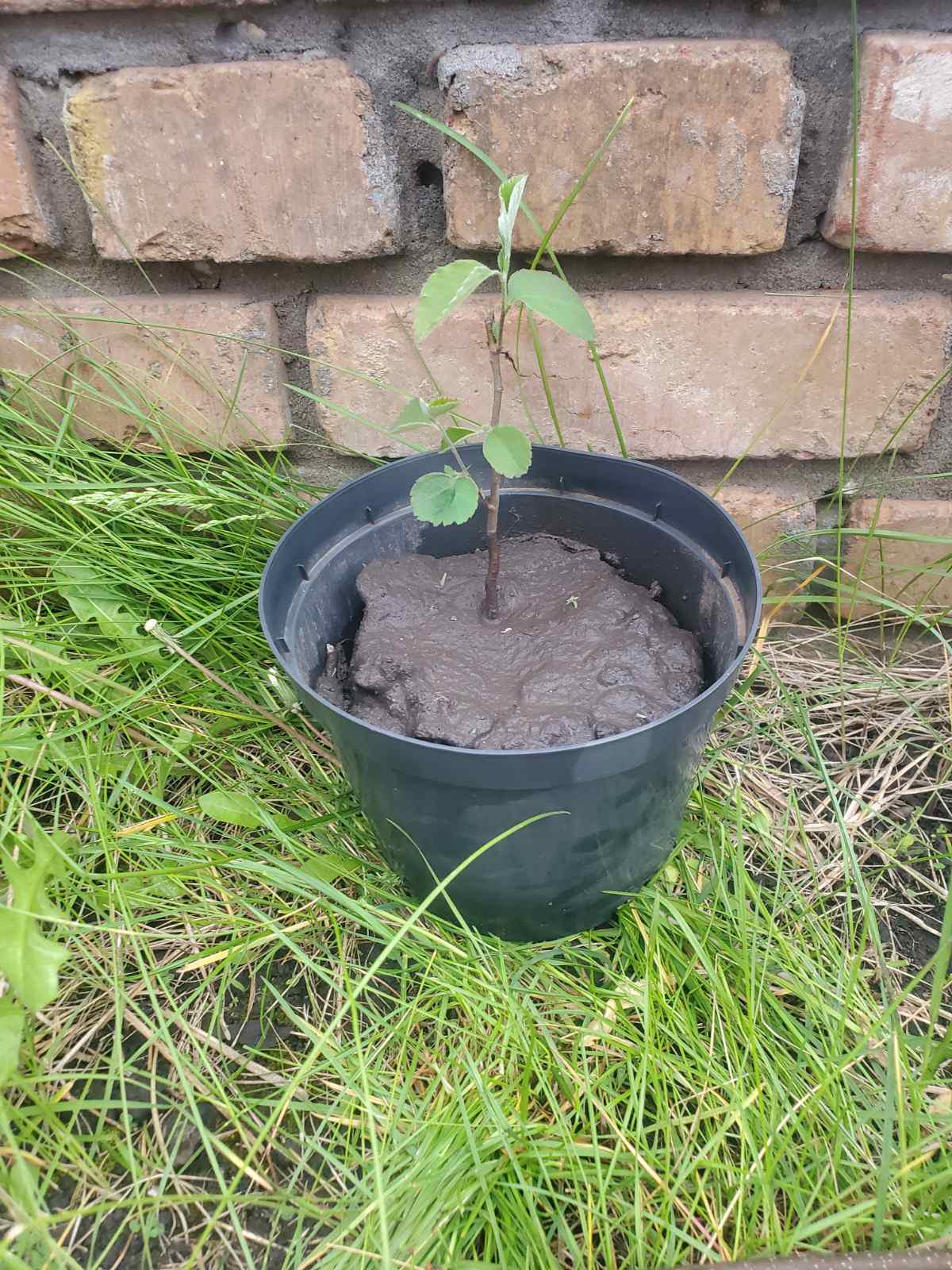 Саджанці Ірга (7010473) - фото 4 Саджанці Ірга (7010473) - фото 4