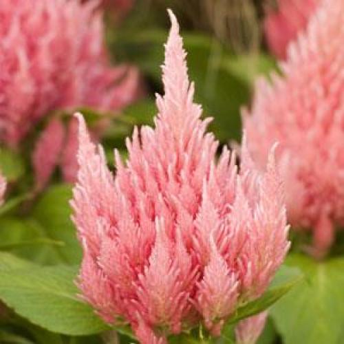 Семена цветов PanAmerican Целозия перистая ICECREAM PINK 250 шт. (BN06239-2)