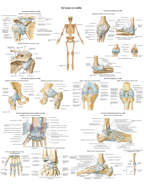 Анатомічний плакат Зв'язки та суглоби людини 67x86 см (0009)