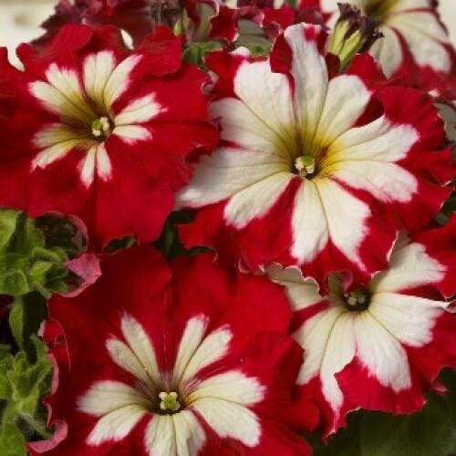 Семена цветов Петуния крупноцветковая Can Can F1 Harlequin Cherry Rose Farao 50 шт. (BN04635-3)