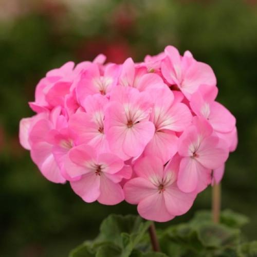 Семена цветов Floranova Пеларгония Dancer F2 Pink 250 шт. (BN07754-2)