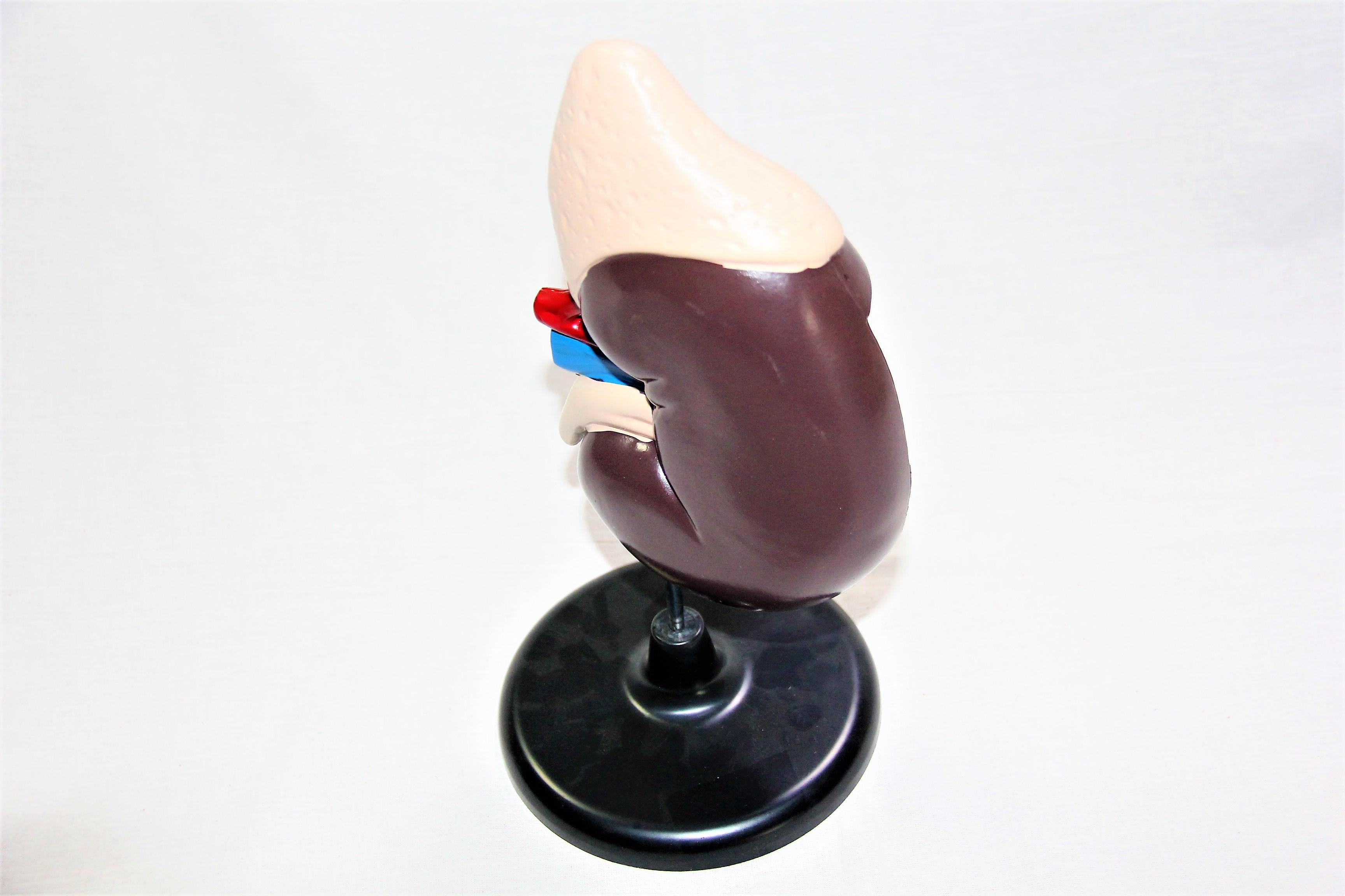 Макет Нирка людини Руді на підставці 31х13х15 см (Б015у) - фото 3 Макет Нирка людини Руді на підставці 31х13х15 см (Б015у) - фото 3