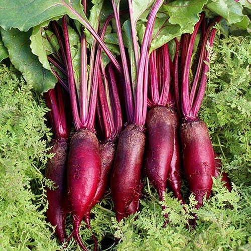 Семена Свекла Florium Цилиндра 20 г (19451)