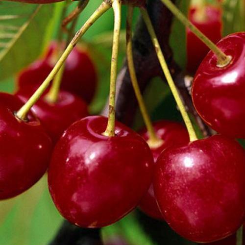 Сажанець Вишня Балатон літній сорт пізній термін дозрівання (101901)