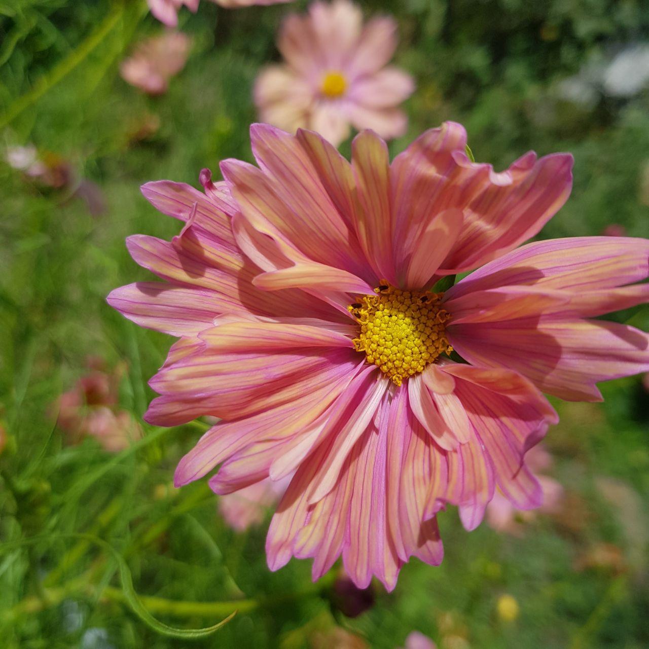 Семена цветов Космея Apricotta 30 шт. (априкот)