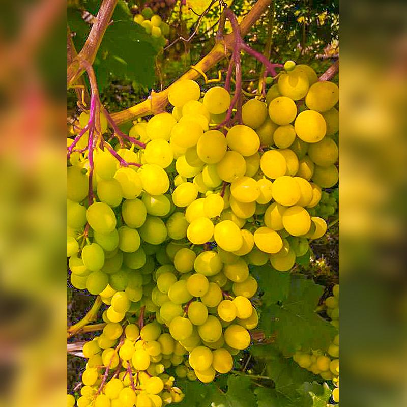 Саженец винограда Цимус очень ранний мускатный урожайный (1129936875) - фото 2 Саженец винограда Цимус очень ранний мускатный урожайный (1129936875) - фото 2