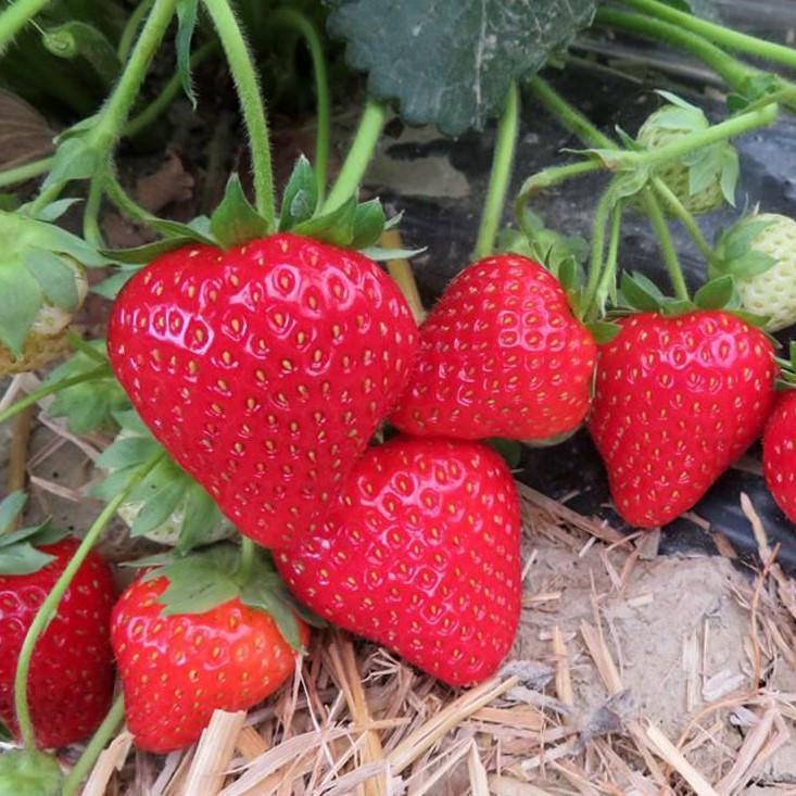 Саженец клубники Skala поздняя (1651203598)