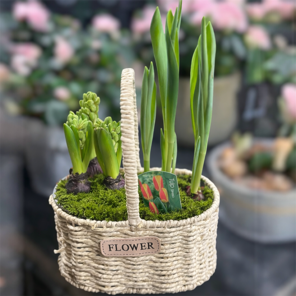 Композиція Весняна гіацинт та тюльпан в кошику (32503857) Композиція Весняна гіацинт та тюльпан в кошику (32503857)