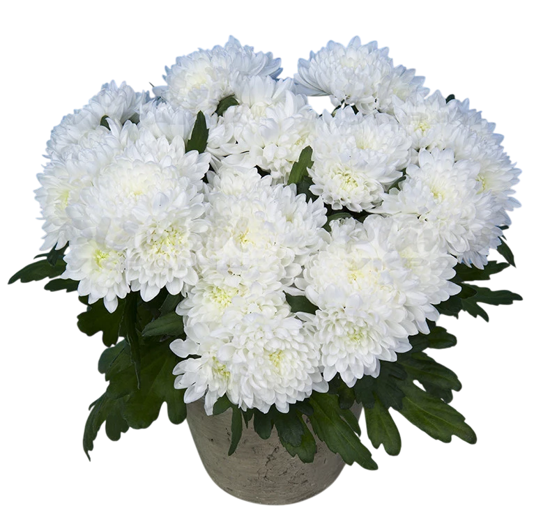 Хризантема среднецветковая Aurelio Р7 саженец горшечная (27182575)