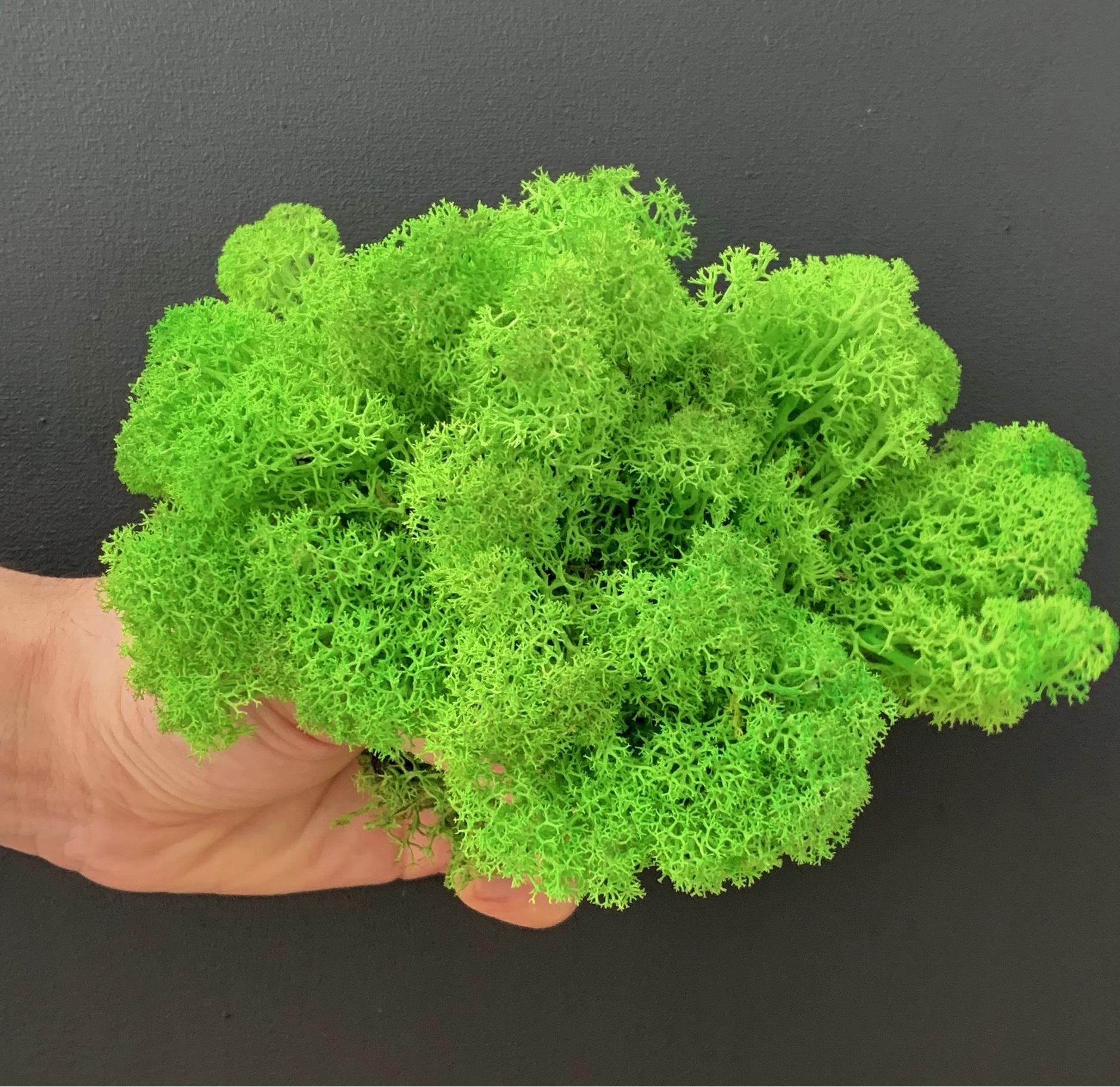 Мох стабілізований норвезький ягель 2 кг Зелений (27320644) - фото 6 Мох стабілізований норвезький ягель 2 кг Зелений (27320644) - фото 6