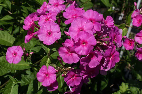 Флокс Dobrodar Phlox Winnetoe 3 шт. (38294389)