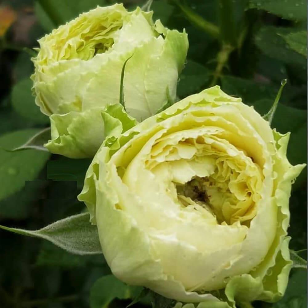 Роза Green Romantica Чайно-гибридная в контейнере (2677332366) - фото 6