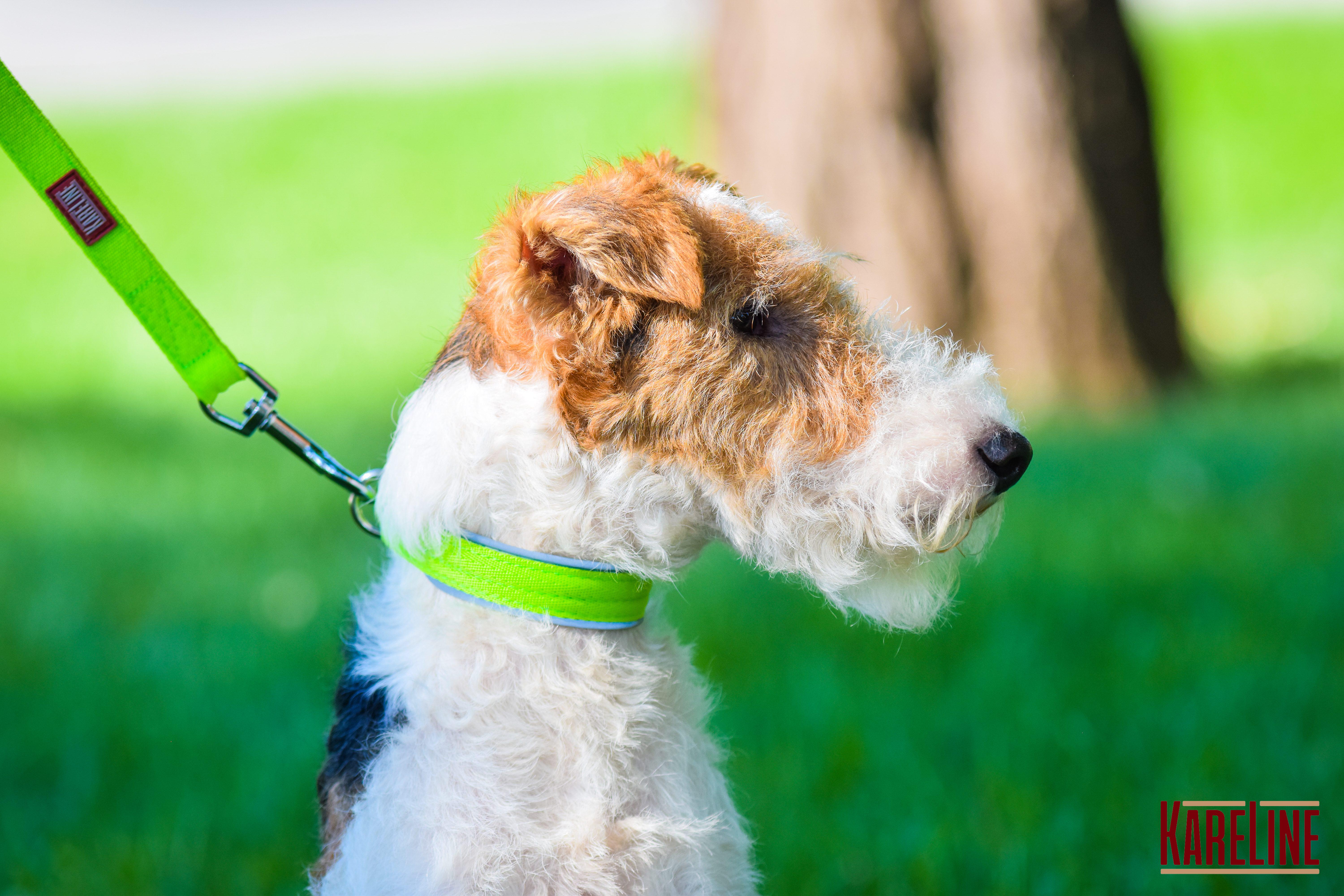Нашийник KareLine посилений нейлоновий зі світловідбивним кантом 40 мм 300-380 мм Салатовий (0952/5) - фото 3