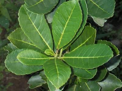 Чай мате Yerba Mate Selecta Jengibre/Limón Y Miel 500 г - фото 3 Чай мате Yerba Mate Selecta Jengibre/Limón Y Miel 500 г - фото 3