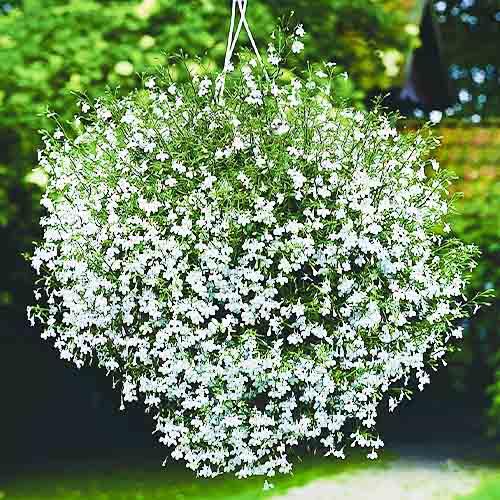 Насіння Лобелія Florium ампельна Білий каскад (12642) - фото 2 Насіння Лобелія Florium ампельна Білий каскад (12642) - фото 2