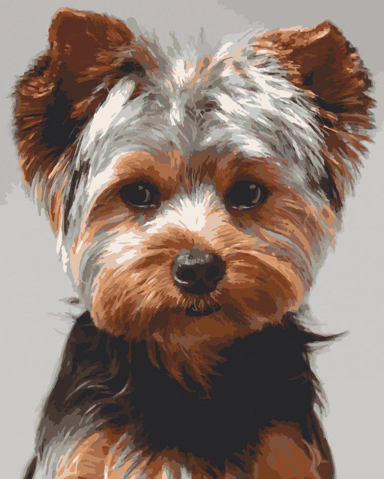 Картина по номерам Art Craft Йоркширский терьер 40х50 см (11644-AC)