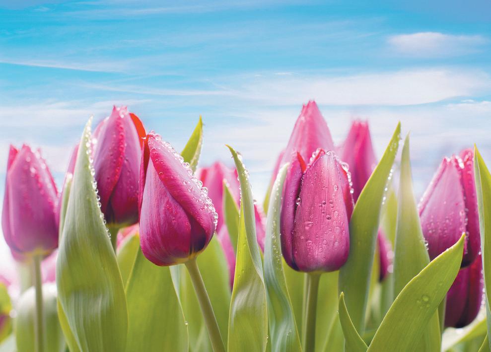 Фотообои на бумажной основе Престиж 11 196х272 см (2000000536606) Фотообои на бумажной основе Престиж 11 196х272 см (2000000536606)