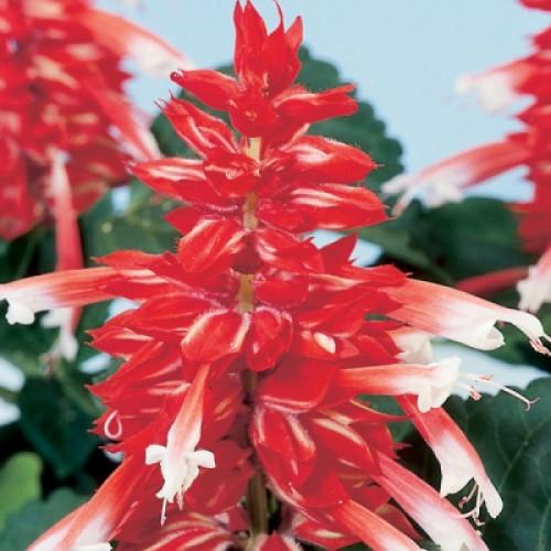 Семена цветов Hem Genetics Сальвия блестящая Amore scarlet bicolor 250 шт. (BN09574-2)