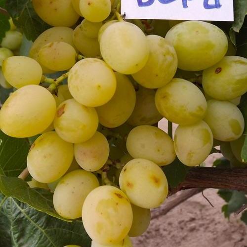 Сажанец Виноград Вера ранний срок созревания/с ноткой абрикосового вкуса (48840) Сажанец Виноград Вера ранний срок созревания/с ноткой абрикосового вкуса (48840)