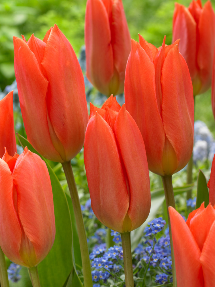 Луковицы цветов Тюльпани Orange Brilliant 2 шт. (7378)