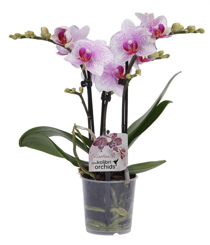 Фаленопсис Florium Rotterdam мультифлора (14614)