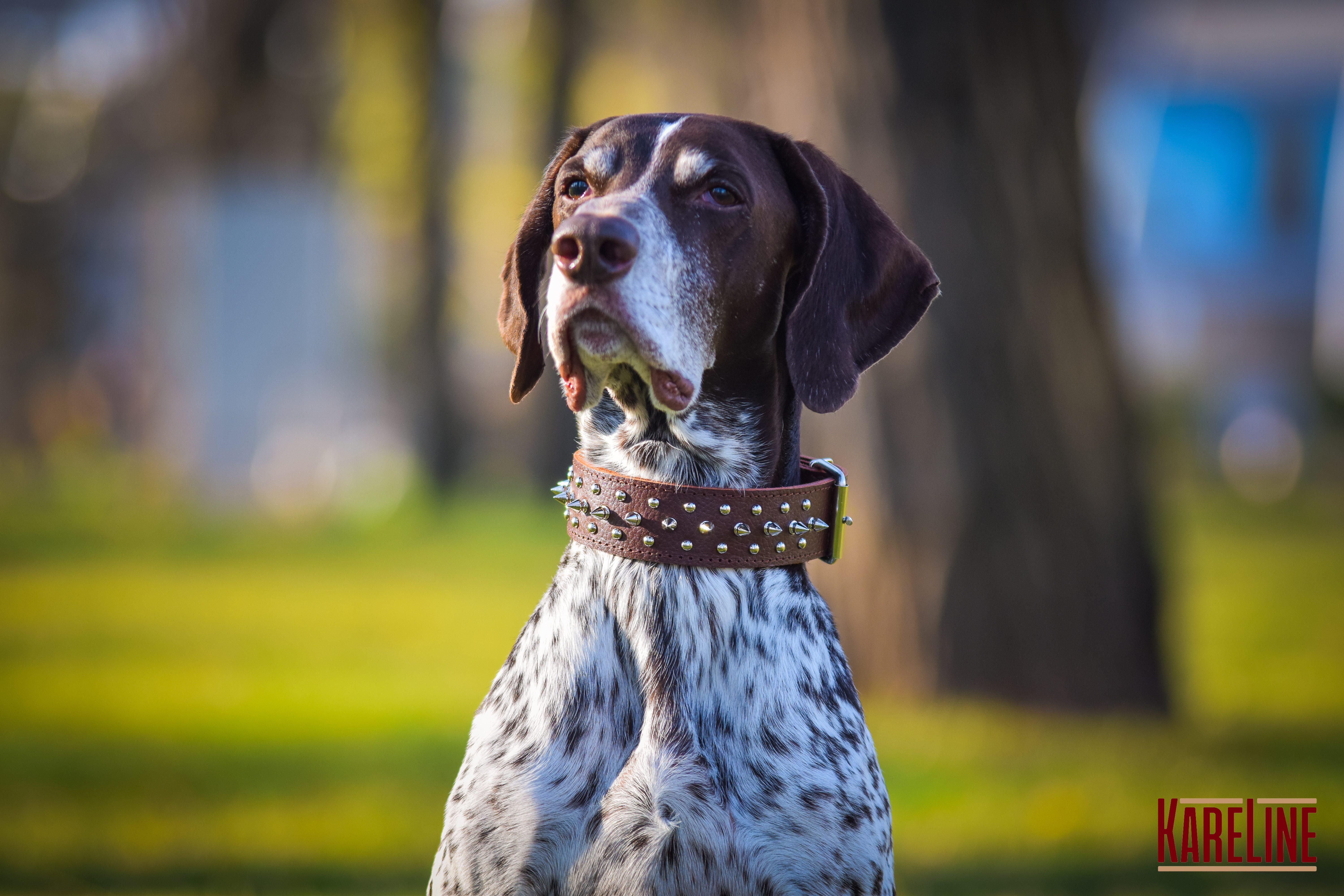 Ошейник KareLine из натуральной кожи с заклепками и шипами 40 мм 500-650 мм (1766/2) - фото 4 Ошейник KareLine из натуральной кожи с заклепками и шипами 40 мм 500-650 мм (1766/2) - фото 4