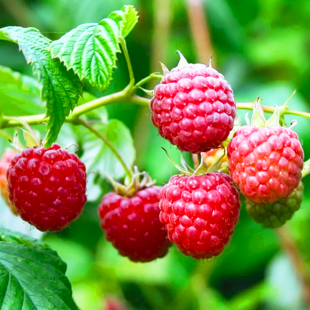 Саженец малины ремонтантной сочная (1332998815)