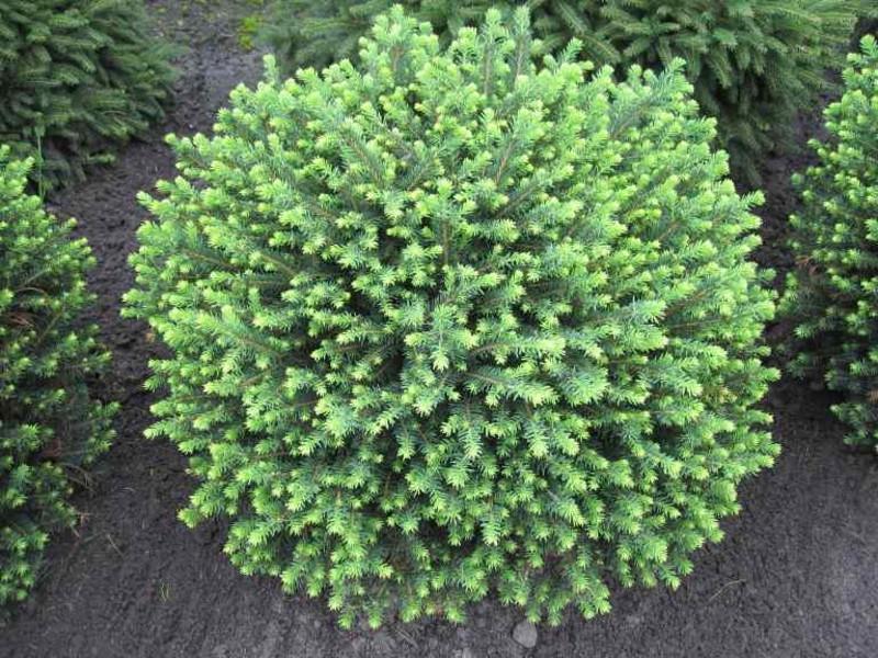 Ялина сербська Керел С3 25-30 см (2621533272) Ялина сербська Керел С3 25-30 см (2621533272)