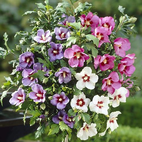 Семена Гибискус Florium сирийский смесь (10718)