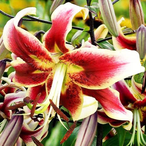 Лилия Scheherezade Florium - фото 2 Лилия Scheherezade Florium - фото 2