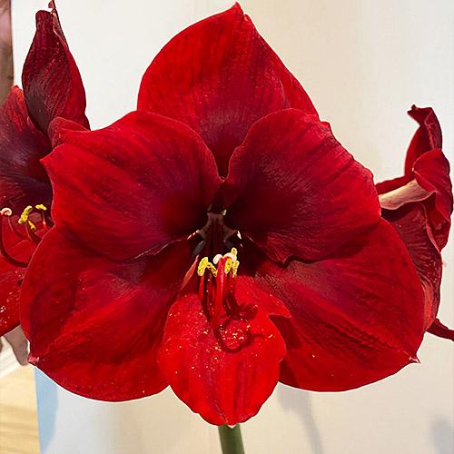 Амариллис Florium Carmen (3465) - фото 2 Амариллис Florium Carmen (3465) - фото 2