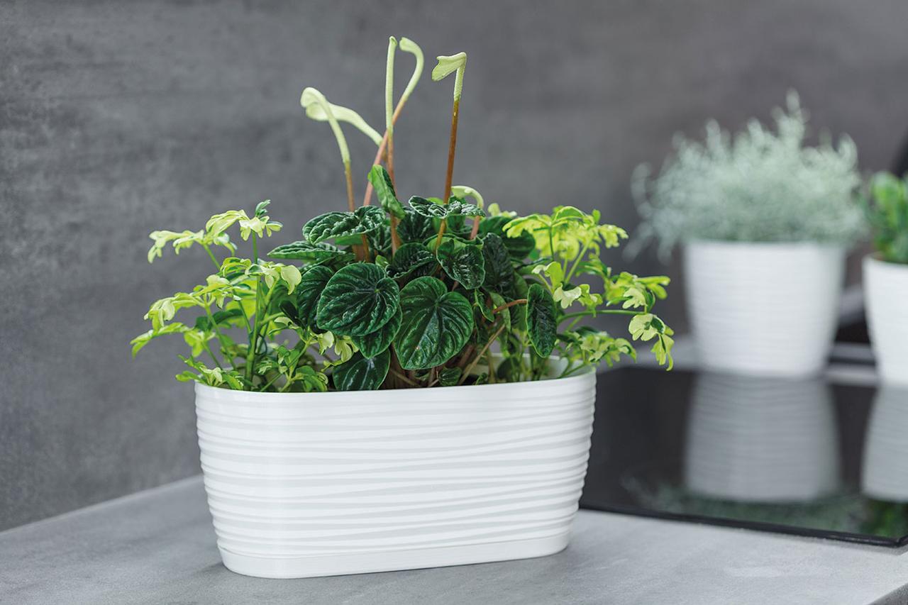 Горщик для квітів Form Plastic Сахара з підставкою 2,65 л 13х11х27 см Білий - фото 2