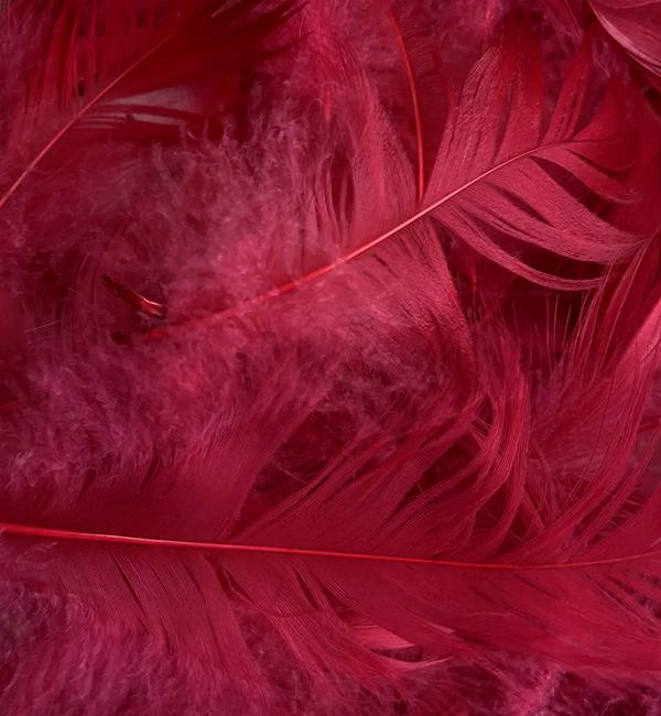 Пір'я для декору натуральне 12 г Бордовий (10482)