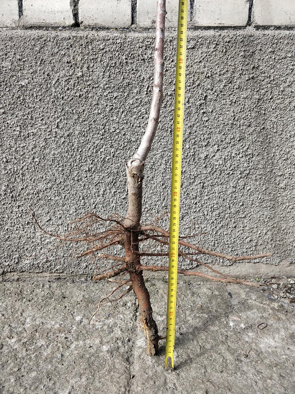 Миндаль сорт Первенец Храмова 2-летний 1 саженец (14896162) - фото 4