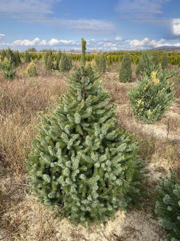 Саженец Ель сербская Picea omorika