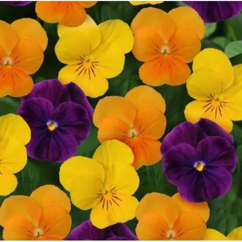 Семена цветов Виола рогатая PanAmerican SORBET - XP F1 Mix Harvest 25 шт. (BN12191-4)