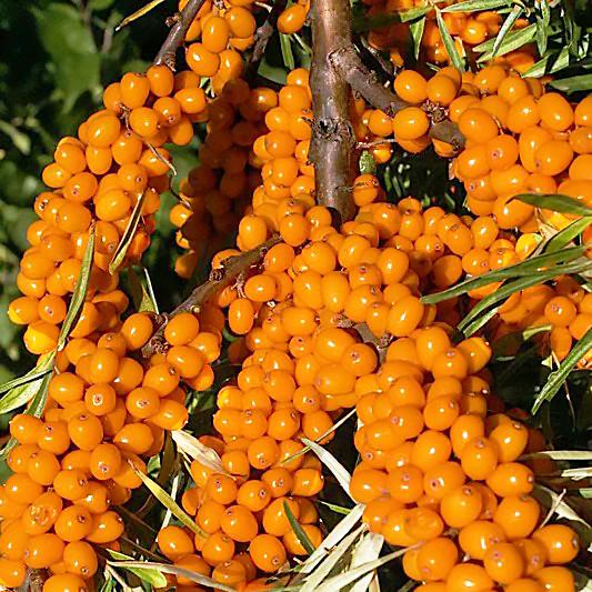 Саджанець обліпихи Велетень жіноча пізній невибагливий (908089855) Саджанець обліпихи Велетень жіноча пізній невибагливий (908089855)