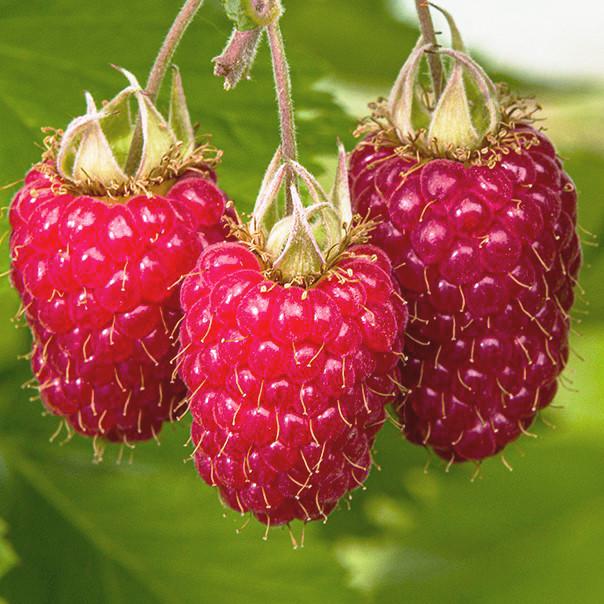 Саженец летней малины Glen Carron средне-ранняя (1542599194)