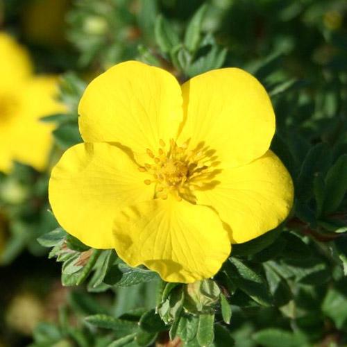 Лапчатка Florium Hachmann's Gigant (13470)