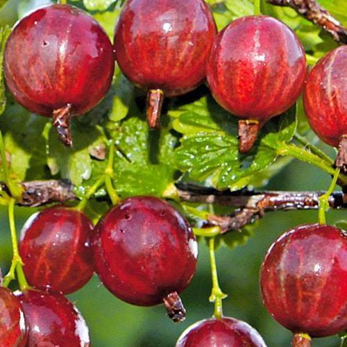 Сажанец Крыжовник Краснославянский средний срок созревания (46236) Сажанец Крыжовник Краснославянский средний срок созревания (46236)