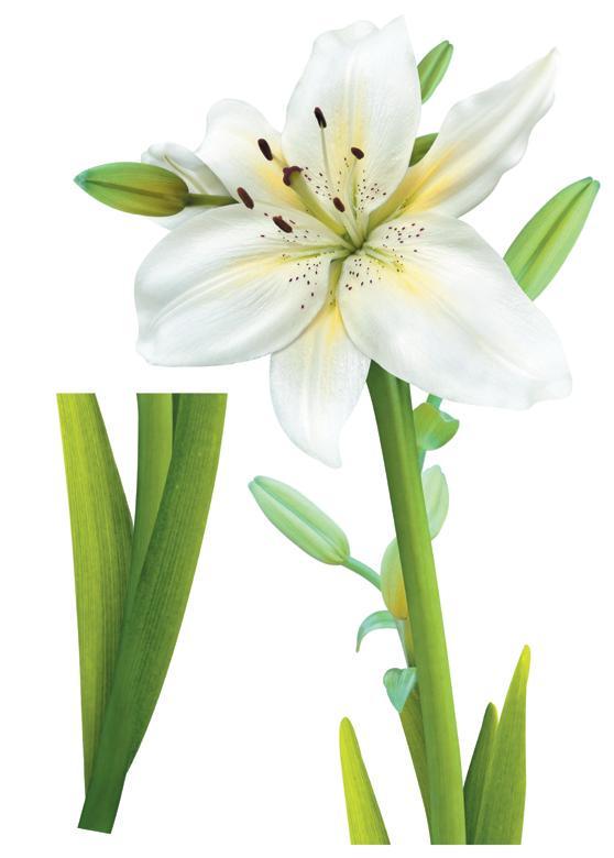 Декоративная наклейка Арт-Декор 17 Белая лилия 50х70 см (2000000480725)