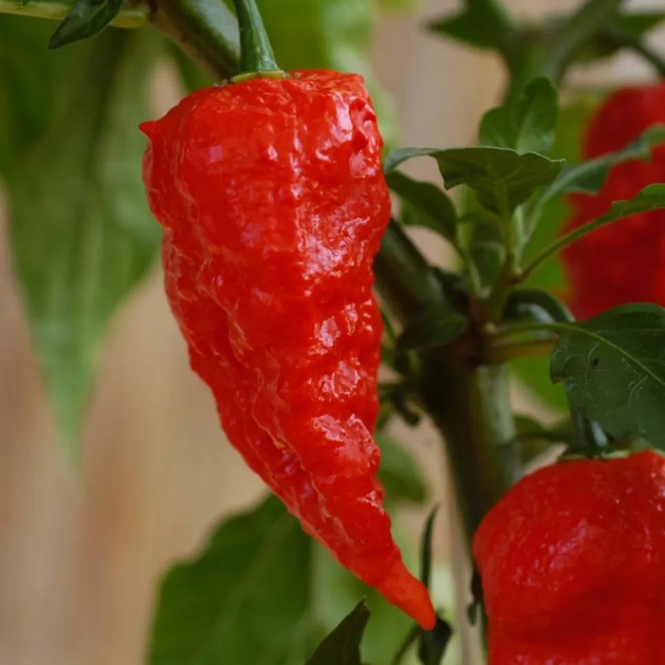 Насіння Перець гострий Bhut Jolokia red 10 шт. Бхут Джолокія червоний суперхот - фото 2 Насіння Перець гострий Bhut Jolokia red 10 шт. Бхут Джолокія червоний суперхот - фото 2
